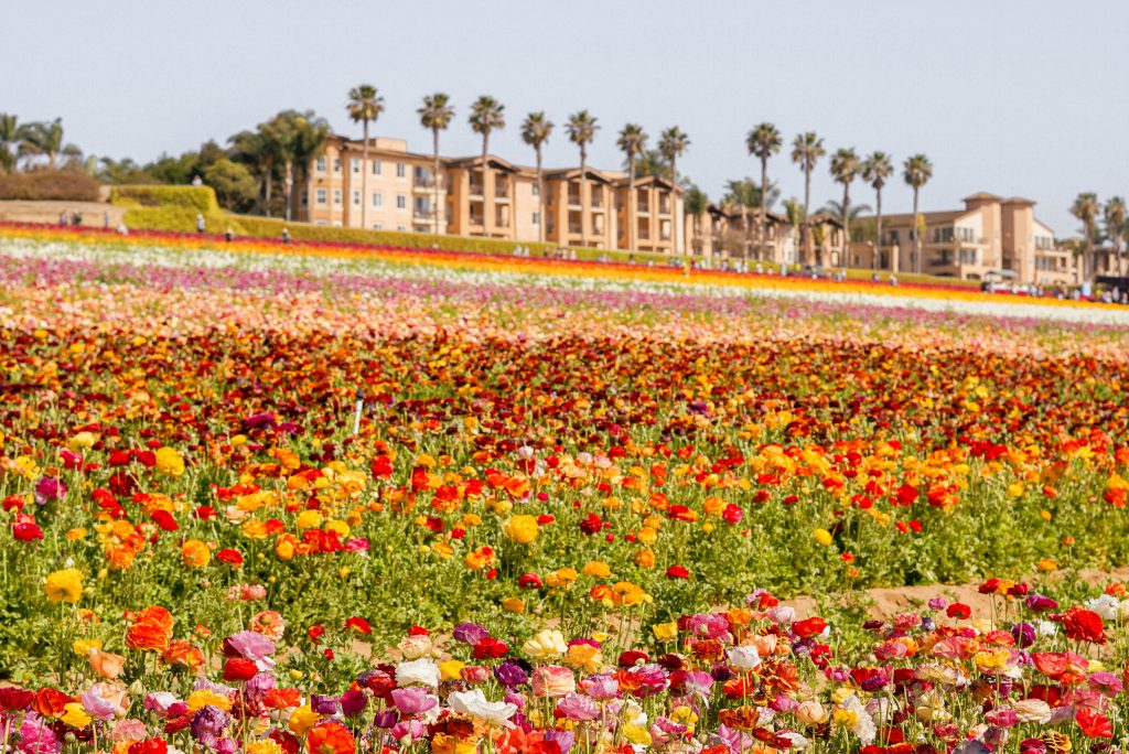 Colorful field of ranunculus flowers at The Flower Fields of Carlsbad