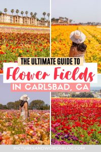 The Carlsbad Flower Fields: Everything You Need to Know About Visiting in 2024 - Pictures & Words