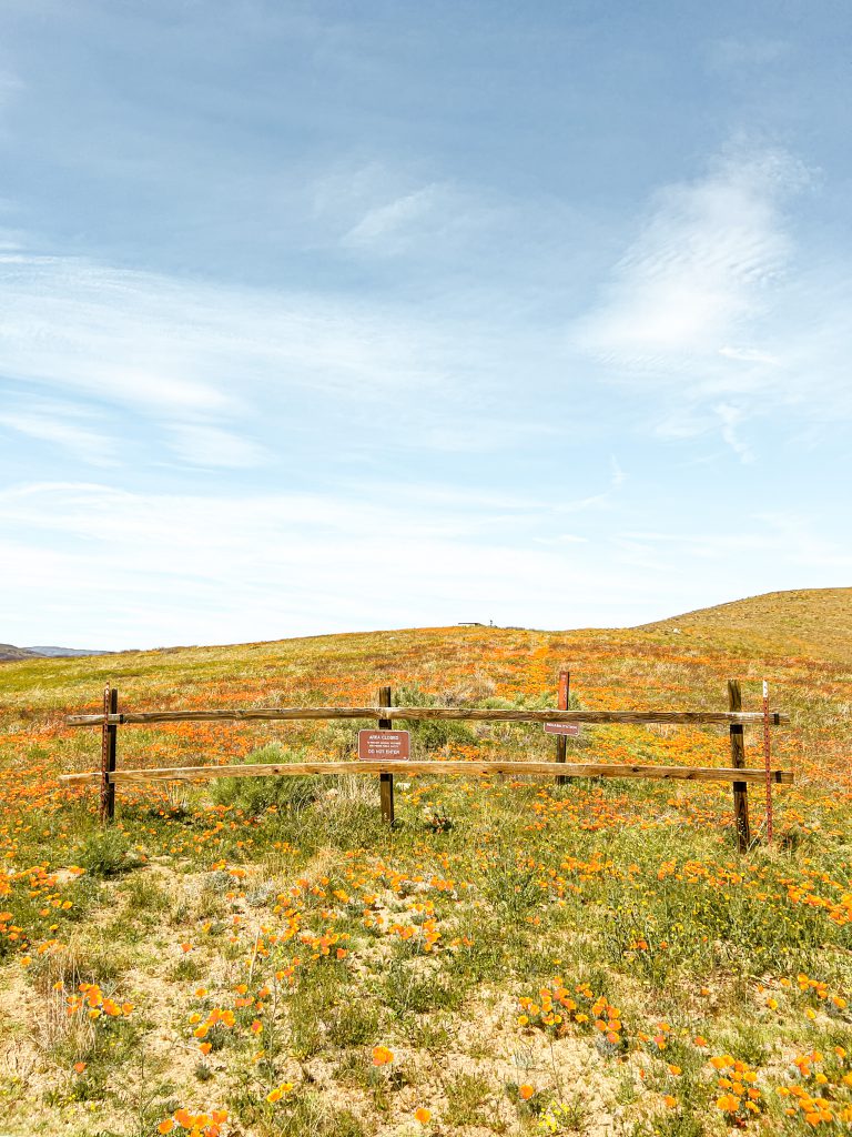 A Complete Guide to the Lancaster Poppies at Antelope Valley Poppy