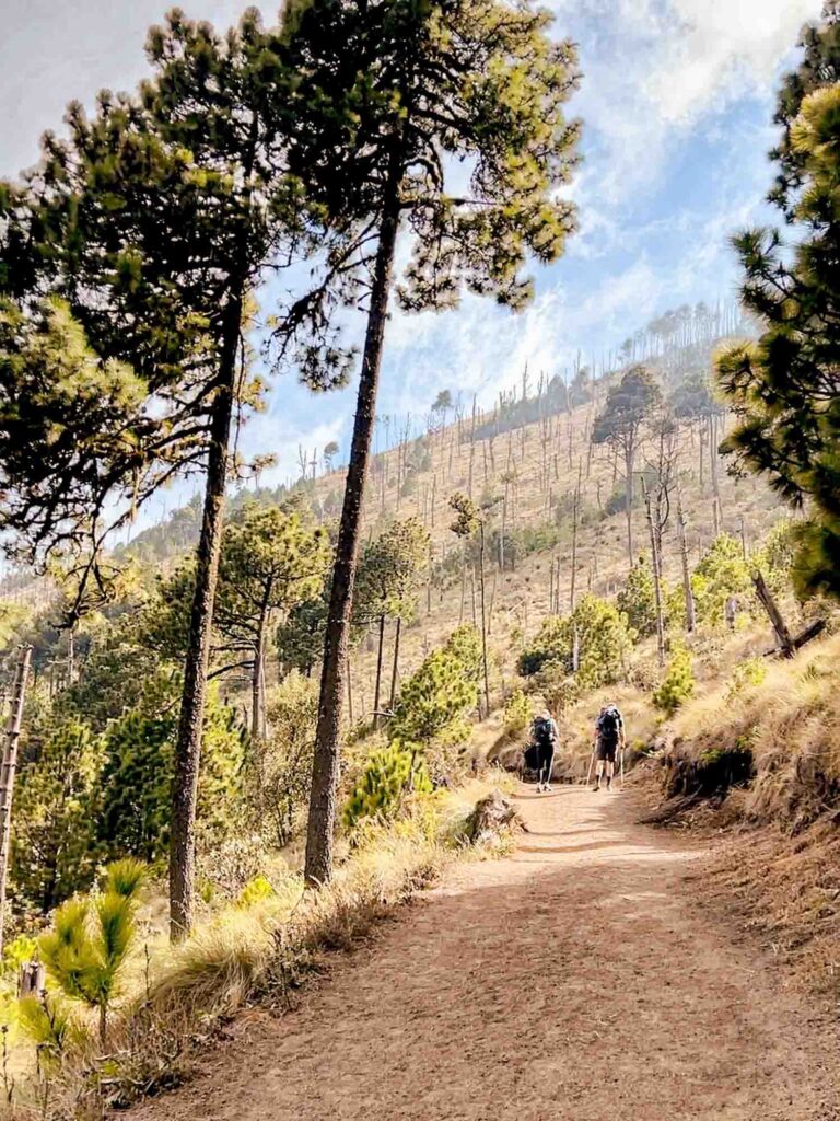 view of forest trail